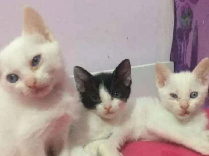 Gato ra a Viralata idade Abaixo de 2 meses nome Filhotes