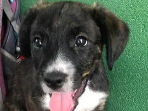 Cachorro raça Sem raça definida idade Abaixo de 2 meses nome Sem nome