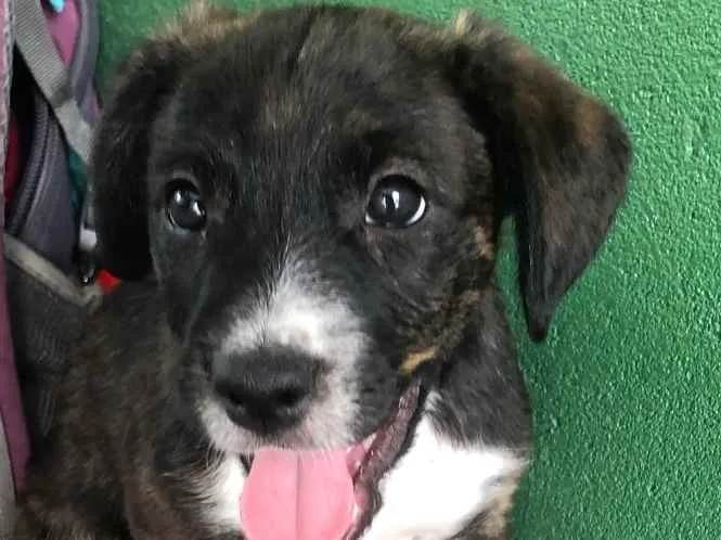 Cachorro ra a Sem raça definida idade Abaixo de 2 meses nome Sem nome