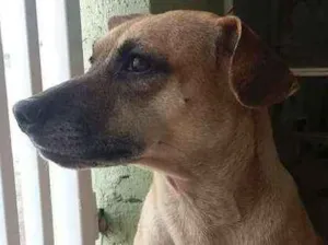 Cachorro raça Vira lata  idade 2 anos nome Sem Nome