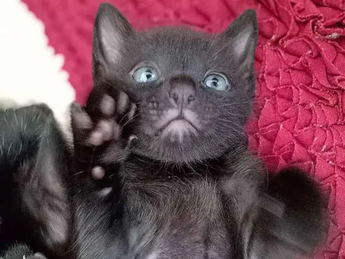 Gato raça Preto idade Abaixo de 2 meses nome filhotes