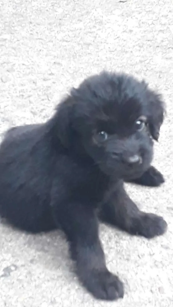 Cachorro raça Vira-lata  idade 2 a 6 meses nome Ravena 