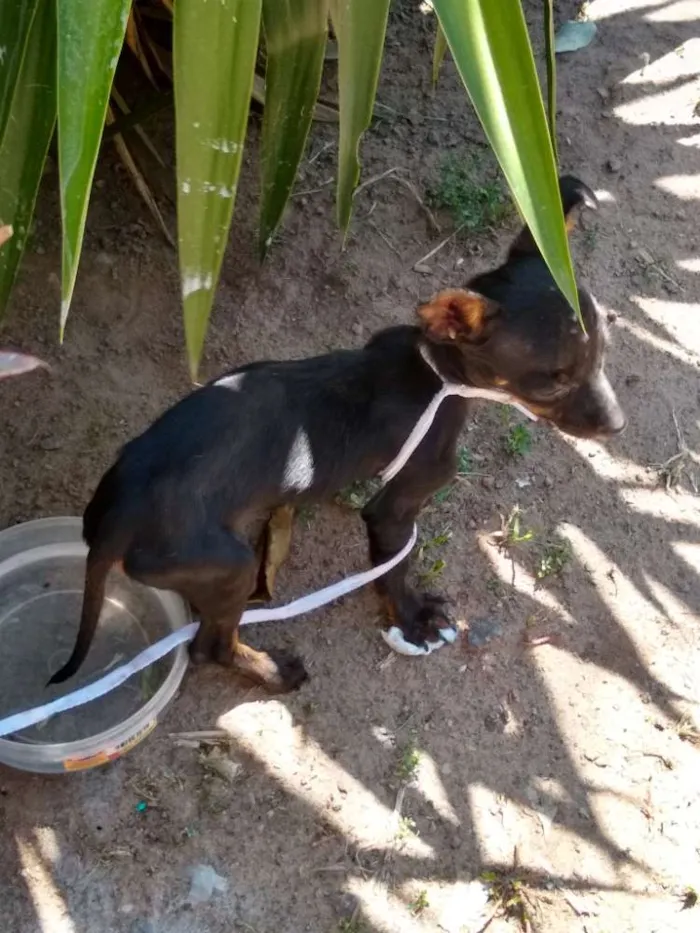 Cachorro ra a Pincher ou SRD idade 2 a 6 meses nome Não há nome
