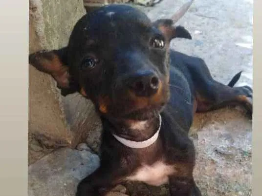 Cachorro ra a Pincher ou SRD idade 2 a 6 meses nome Não há nome