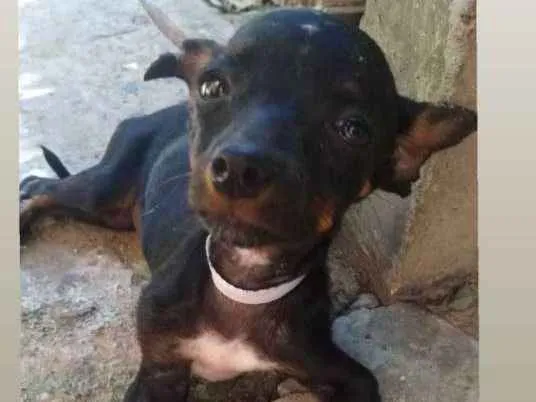 Cachorro ra a Pincher ou SRD idade 2 a 6 meses nome Não há nome