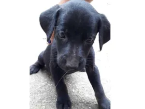 Cachorro raça Vira-lata  idade 2 a 6 meses nome Neguinho