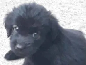 Cachorro raça Vira-lata  idade 2 a 6 meses nome Ravena 