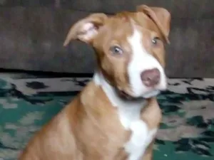Cachorro raça Pitbull idade 2 a 6 meses nome Lara