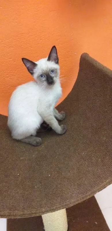 Gato ra a SRD idade 2 a 6 meses nome Pink