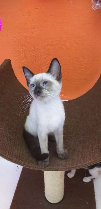 Gato ra a SRD idade 2 a 6 meses nome Pink