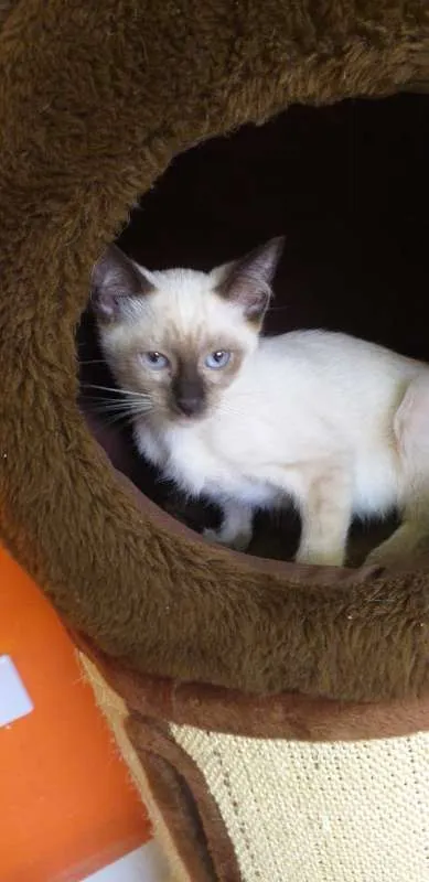 Gato ra a SRD idade 2 a 6 meses nome Pink