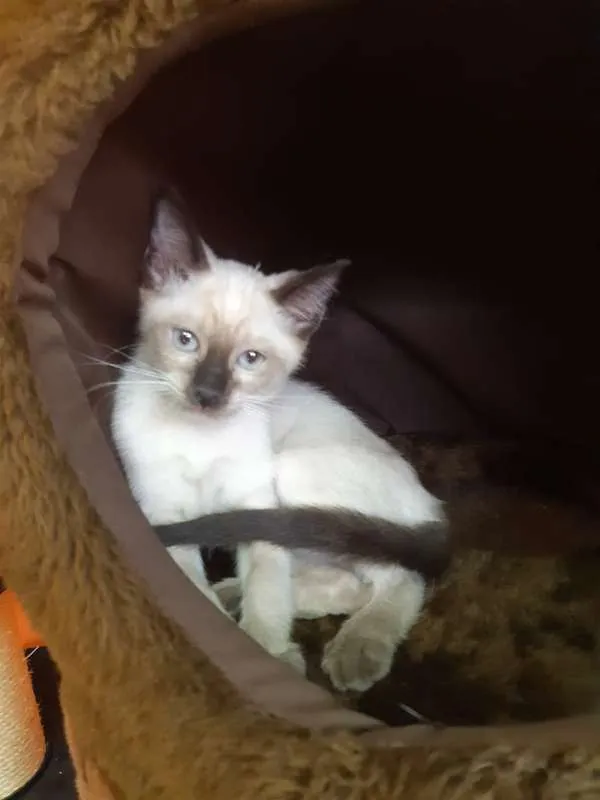 Gato ra a SRD idade 2 a 6 meses nome Pink