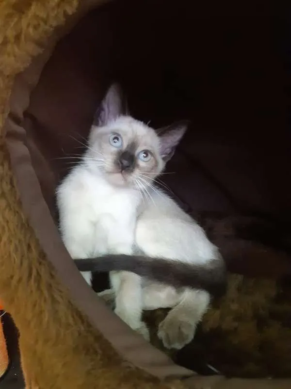 Gato ra a SRD idade 2 a 6 meses nome Pink