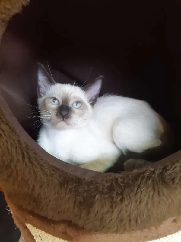 Gato ra a SRD idade 2 a 6 meses nome Pink