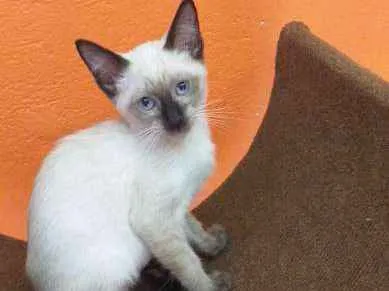 Gato ra a SRD idade 2 a 6 meses nome Pink