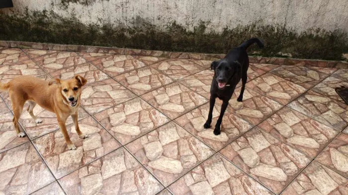 Cachorro ra a Sem raça definida idade 2 anos nome Lilica e Pretinha