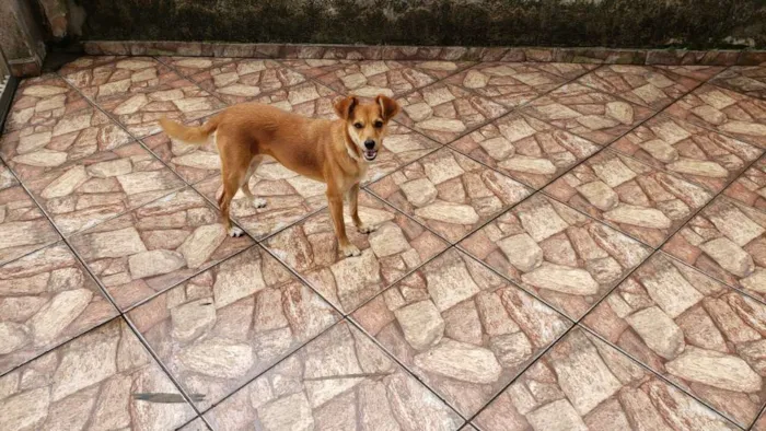 Cachorro ra a Sem raça definida idade 2 anos nome Lilica e Pretinha