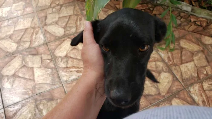 Cachorro ra a Sem raça definida idade 2 anos nome Lilica e Pretinha