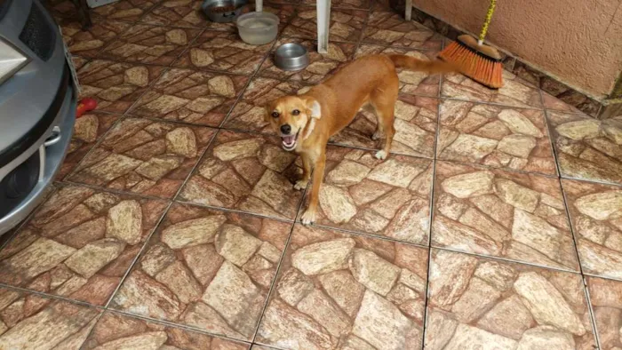 Cachorro ra a Sem raça definida idade 2 anos nome Lilica e Pretinha