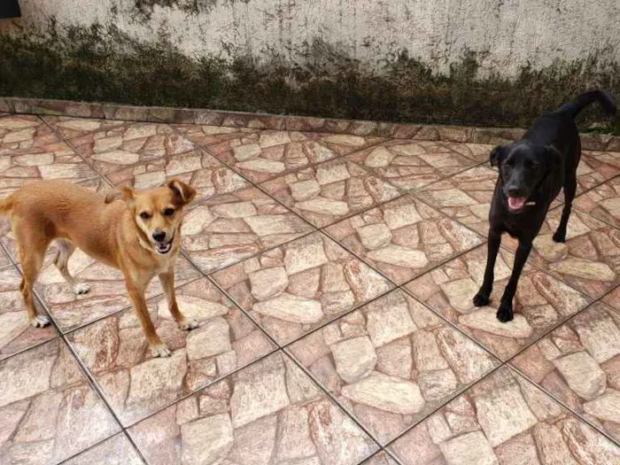 Cachorro ra a Sem raça definida idade 2 anos nome Lilica e Pretinha