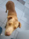 Tob