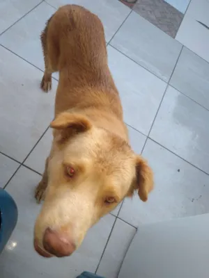 Cachorro raça Labrador misturado idade 5 anos nome Tob