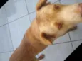 Tob