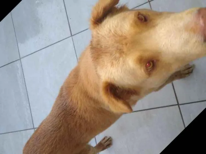 Cachorro raça Labrador misturado idade 5 anos nome Tob