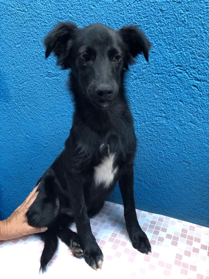 Cachorro ra a SRD idade 2 a 6 meses nome Fred 