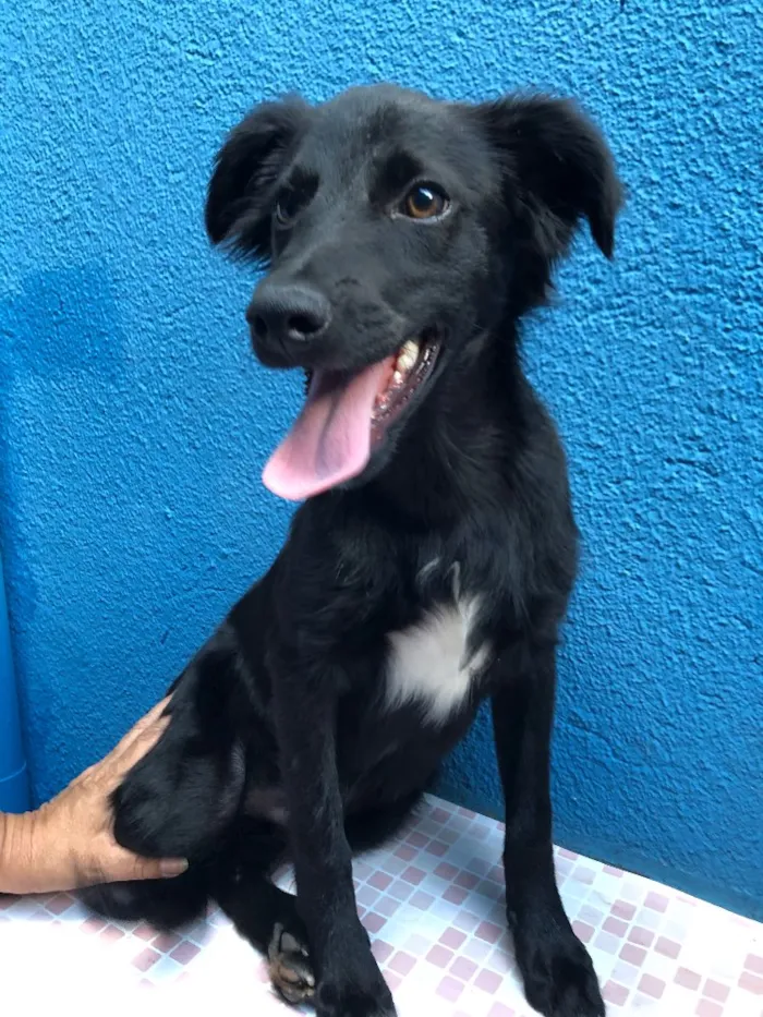 Cachorro ra a SRD idade 2 a 6 meses nome Fred 