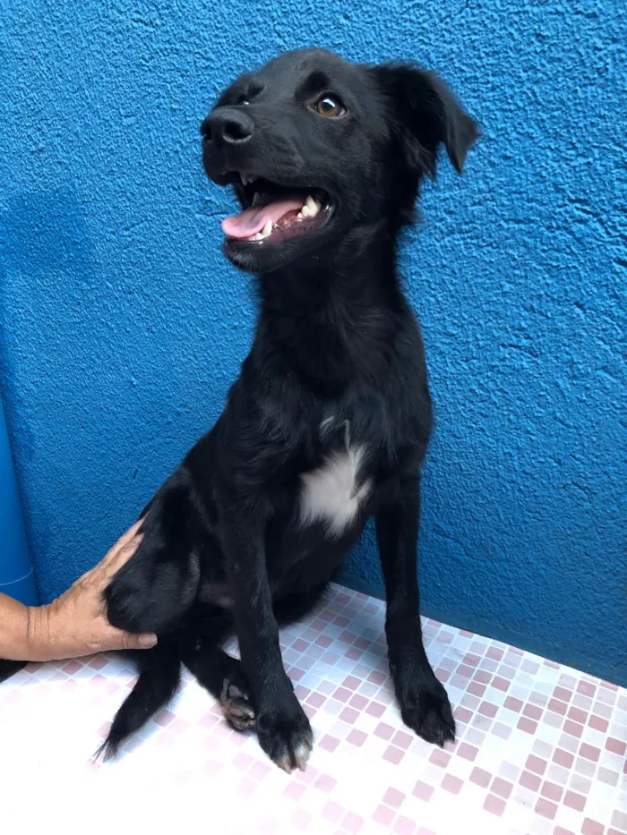 Cachorro ra a SRD idade 2 a 6 meses nome Fred 