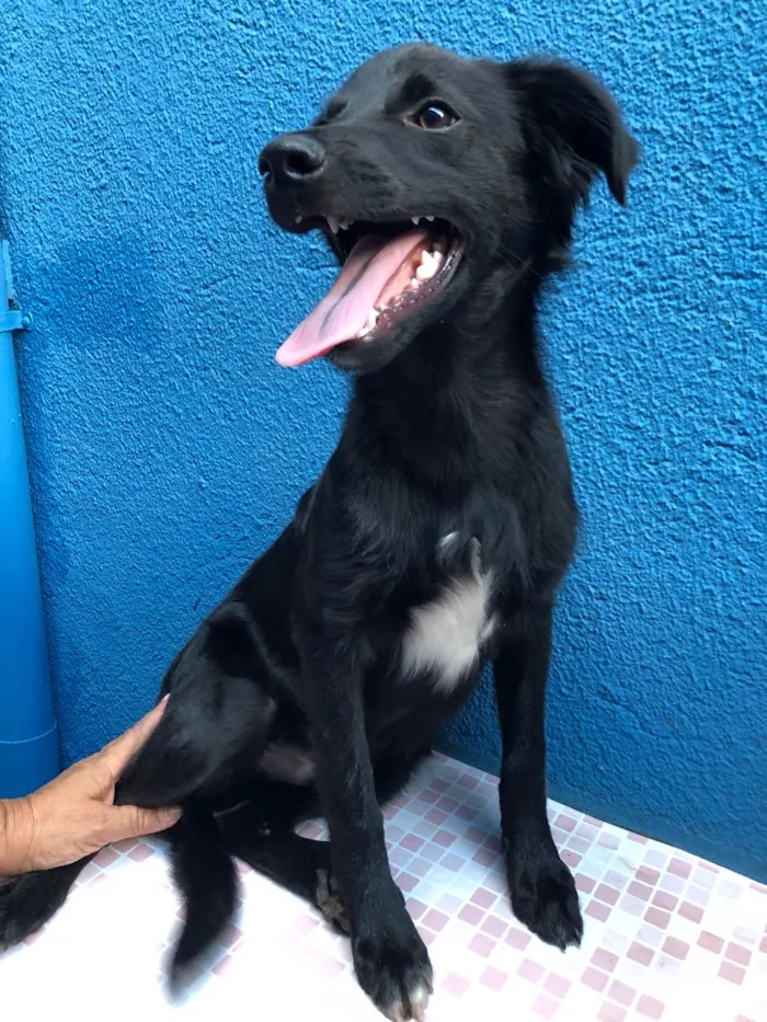 Cachorro ra a SRD idade 2 a 6 meses nome Fred 