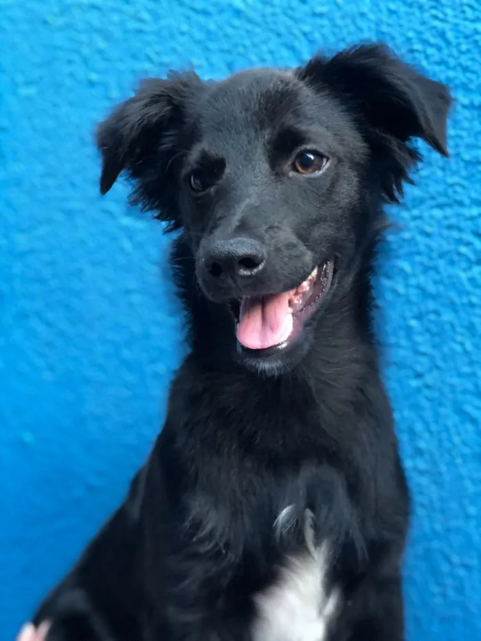 Cachorro ra a SRD idade 2 a 6 meses nome Fred 