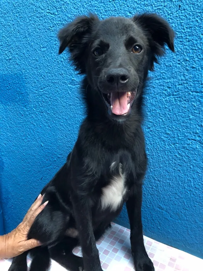 Cachorro ra a SRD idade 2 a 6 meses nome Fred 