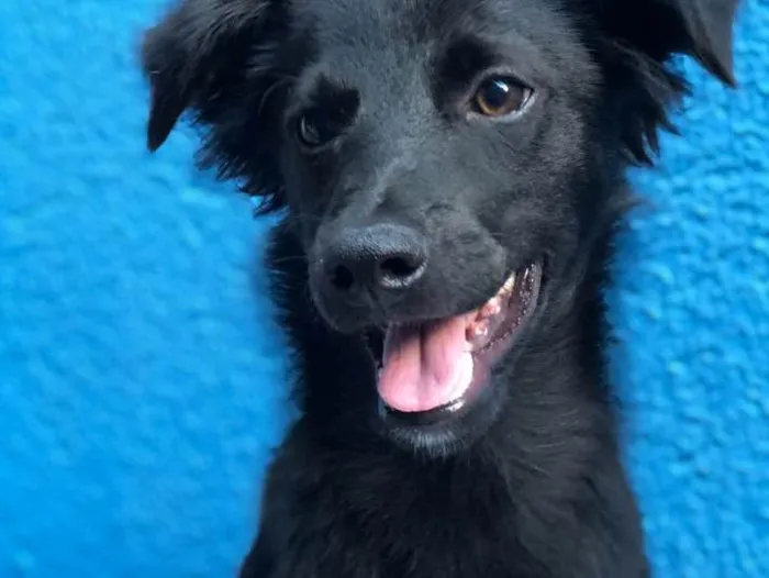 Cachorro ra a SRD idade 2 a 6 meses nome Fred 