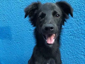 Cachorro raça SRD idade 2 a 6 meses nome Fred 