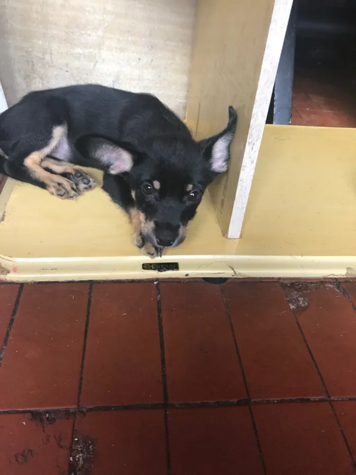 Cachorro ra a Sem raça definida idade 2 a 6 meses nome Sem nome
