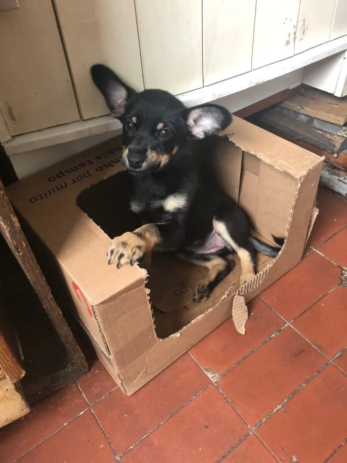 Cachorro ra a Sem raça definida idade 2 a 6 meses nome Sem nome