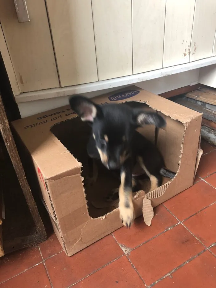 Cachorro ra a Sem raça definida idade 2 a 6 meses nome Sem nome