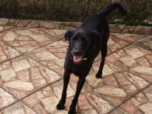 Cachorro raça Sem raça definida idade 2 anos nome Lilica e Pretinha