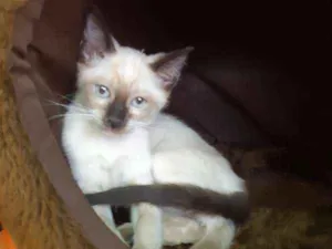 Gato raça SRD idade 2 a 6 meses nome Pink