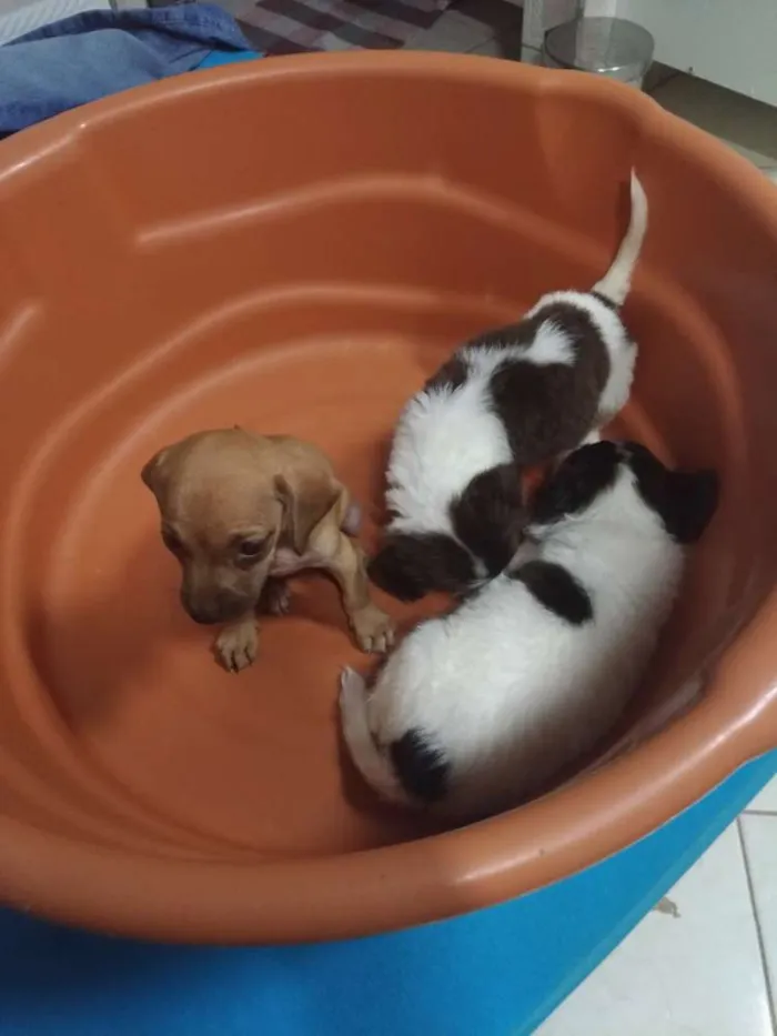 Cachorro raça Sem raça definida idade Abaixo de 2 meses nome Sem nome