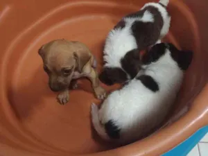 Cachorro raça Sem raça definida idade Abaixo de 2 meses nome Sem nome