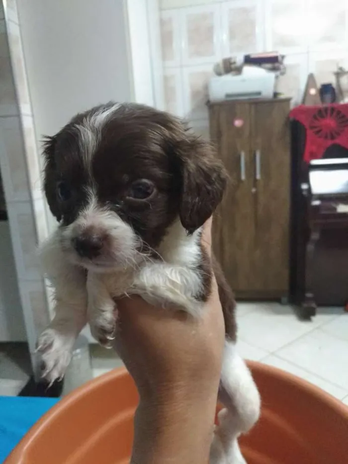 Cachorro raça Sem raça definida idade Abaixo de 2 meses nome Sem nome