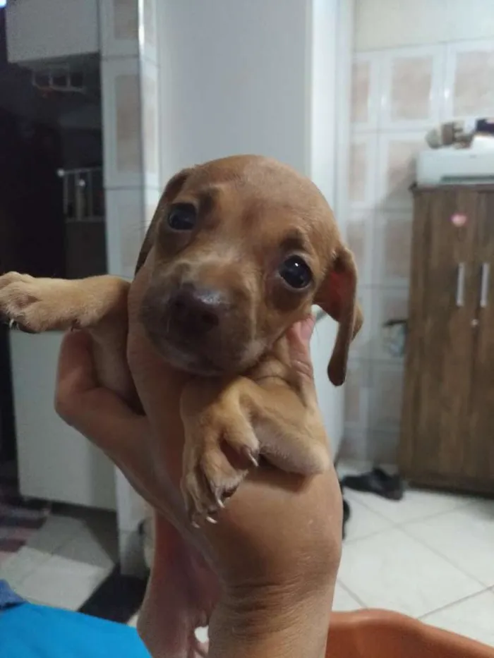 Cachorro raça Sem raça definida idade Abaixo de 2 meses nome Sem nome