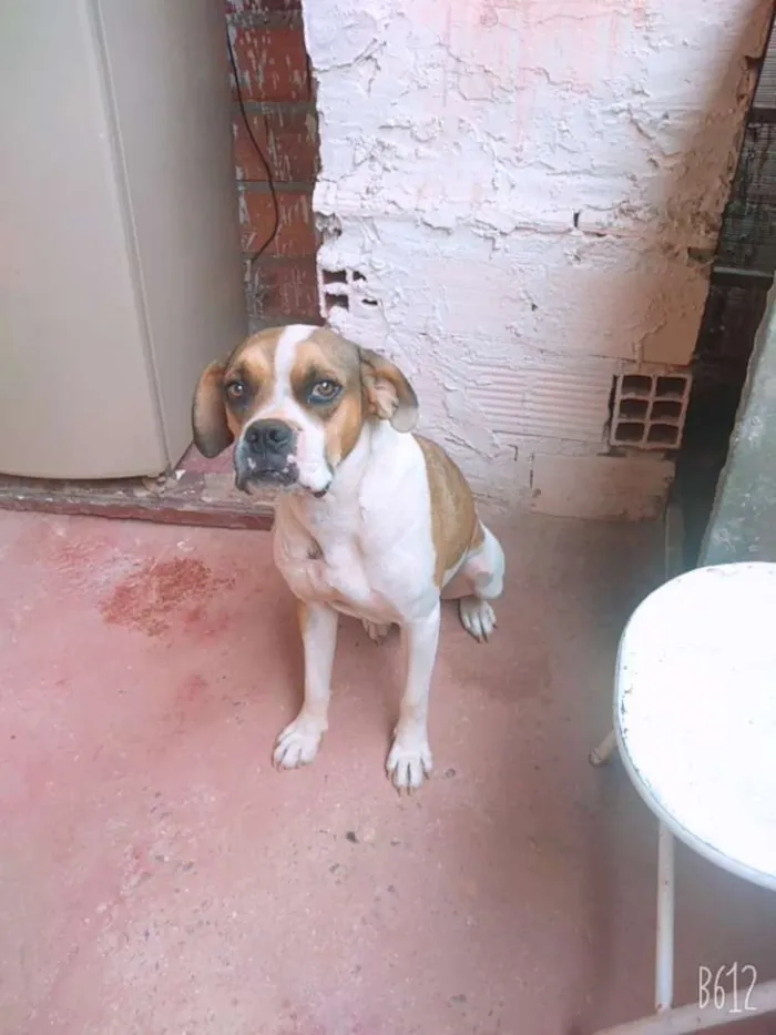 Cachorro ra a Bulldog idade 5 anos nome Boby