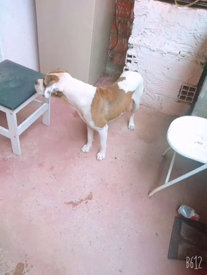 Cachorro ra a Bulldog idade 5 anos nome Boby
