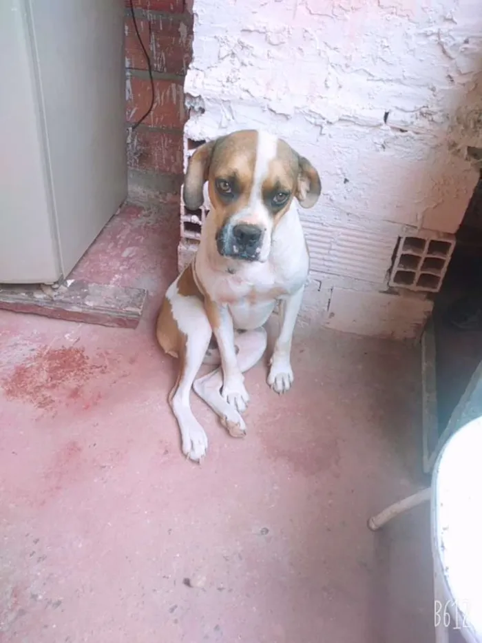 Cachorro ra a Bulldog idade 5 anos nome Boby