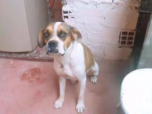 Cachorro raça Bulldog idade 5 anos nome Boby