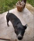 Apolo